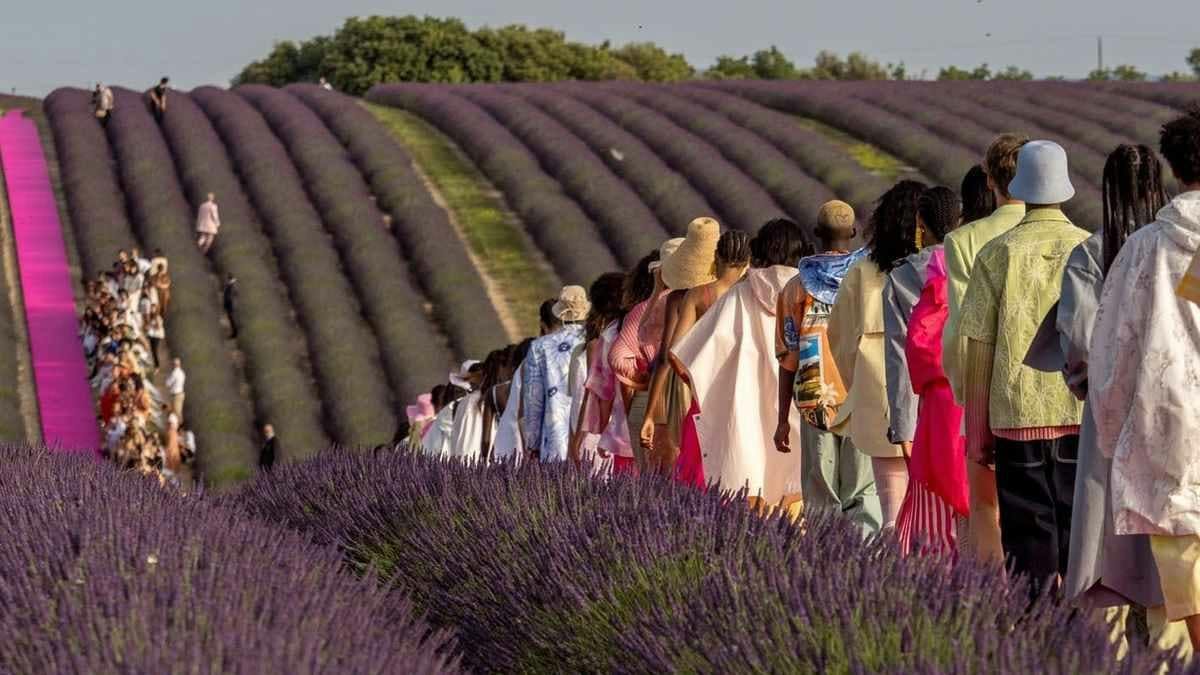 plant person human lavender outdoors field